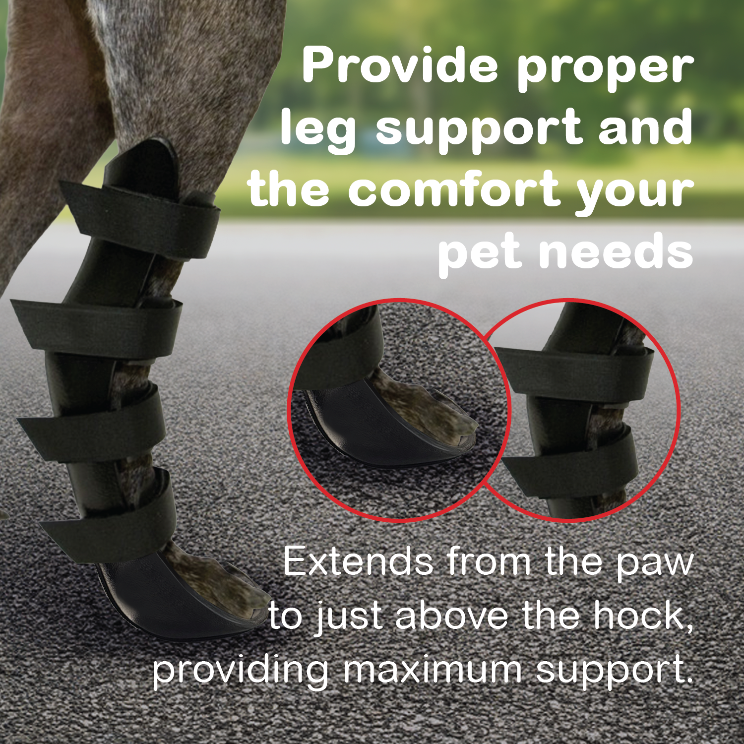 Hock Splint - Image 11