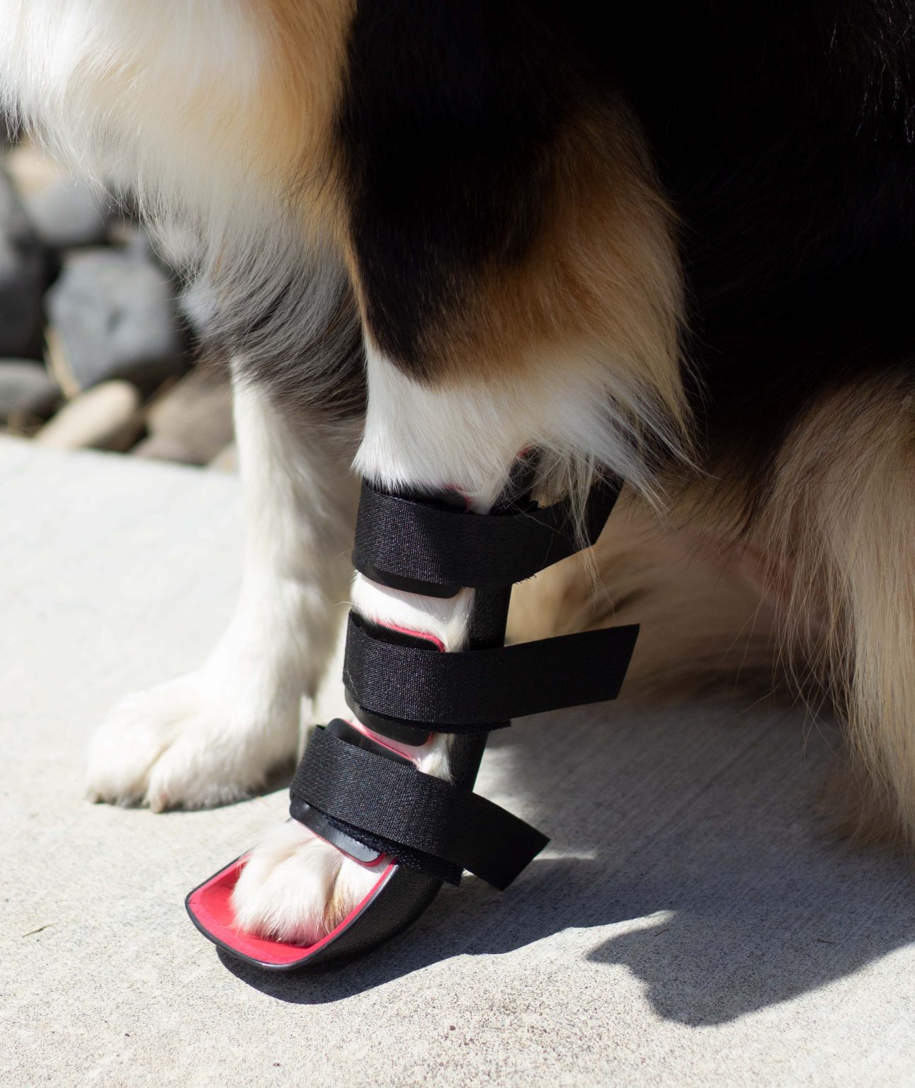 front-leg-splint-orthovet-llc